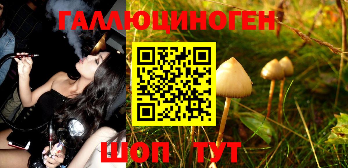Галлюциногенные грибы Psilocybe Холмск